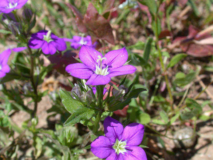 레고시아 - Legousia speculum-veneris L.