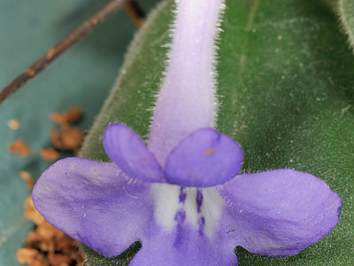 삭소름 사진 - Streptocarpus saxorum Photos