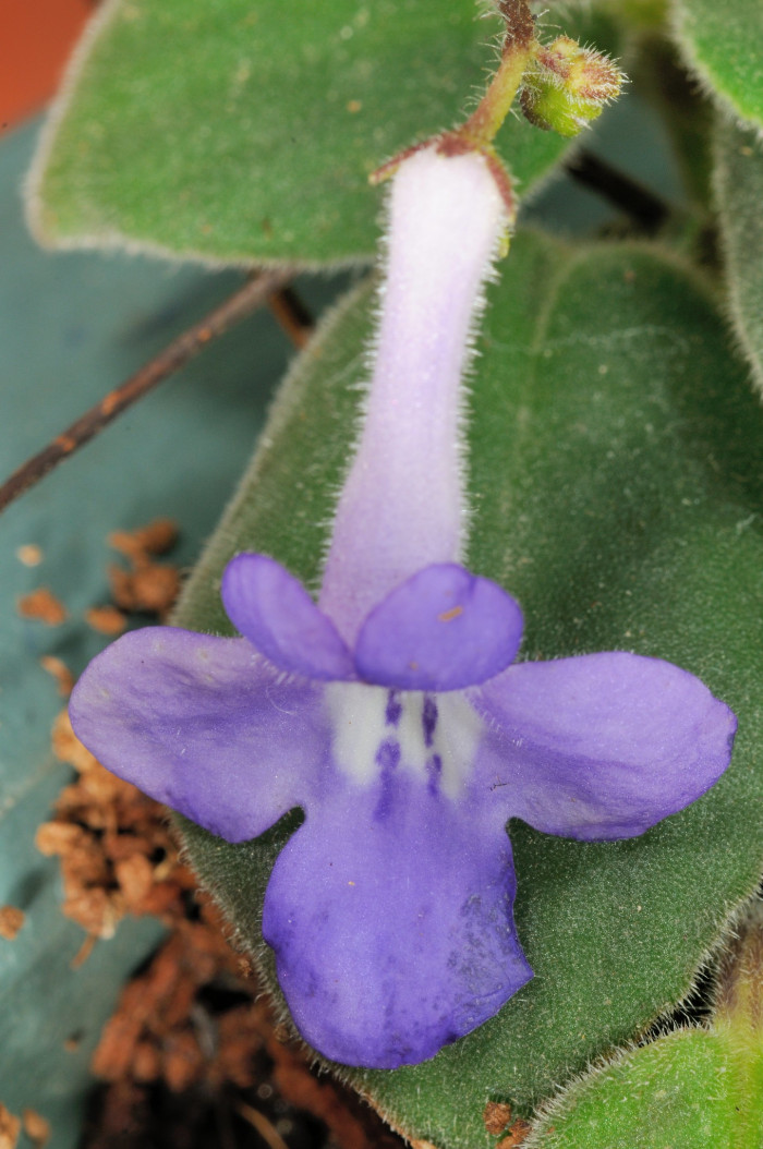 삭소름 - Violeta Pendente, Streptocarpus saxorum