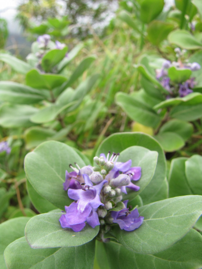 순비기나무 - Vitex rotundifolia L.f.