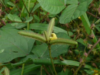 녹두 사진 - Vigna radiata (L.) R. Wilczek Photos