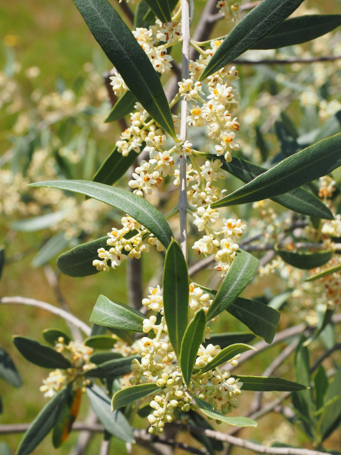 올리브나무 - Olive, Olea europaea