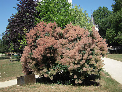 안개나무 사진 - Cotinus coggygria L. Photos