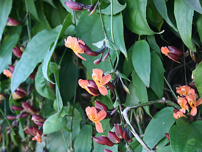 툰베르기아 코키니아 사진 - Thunbergia coccinea Photos