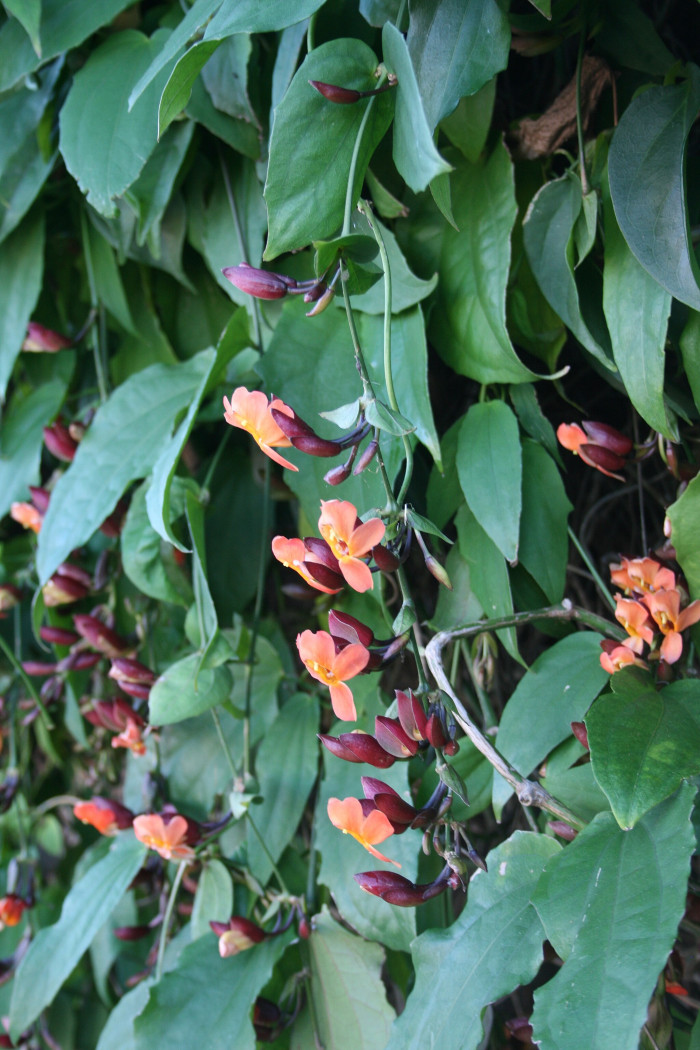 툰베르기아 코키니아 - Scarlet clock vine, Thunbergia coccinea