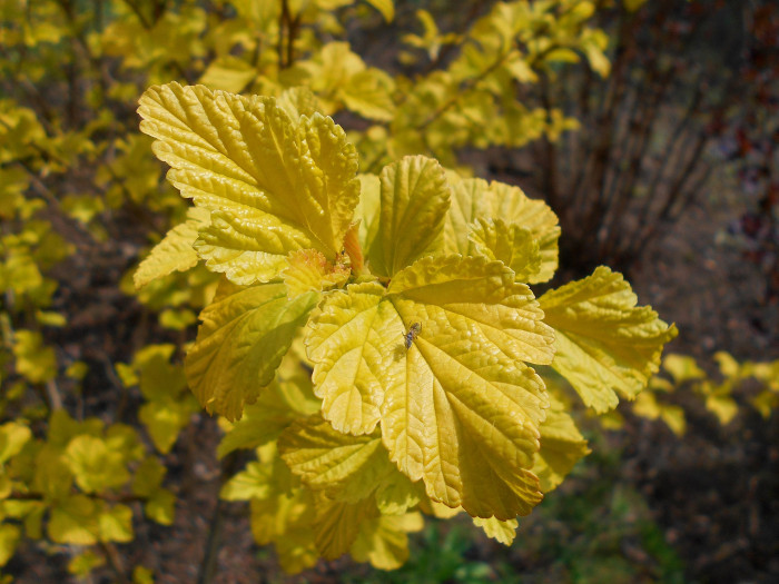 엔젤골드 - Angel Gold, Physocarpus opulifolius 