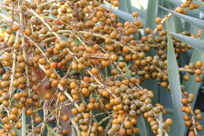 용혈수 - Dragon blood tree, Dracaena draco