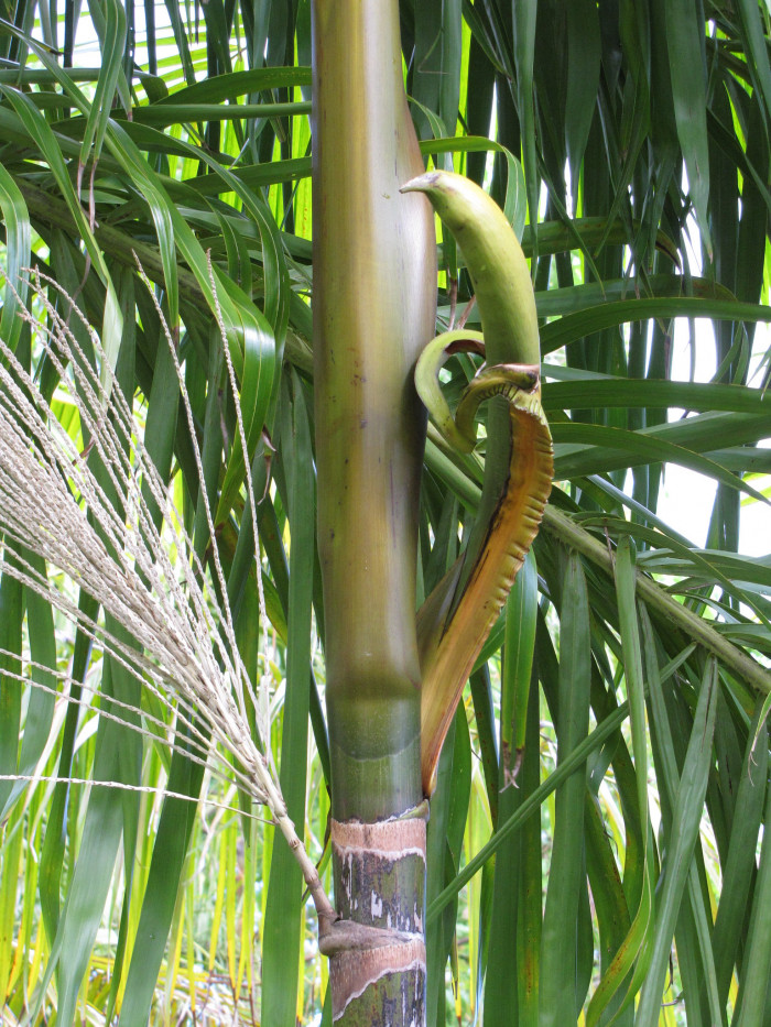 아카이야자 - Acai Palm, Açaí palm, Assai palm, Euterpe oleracea