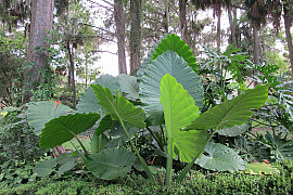 클로카시아 기간테아 - Colocasia gigantea