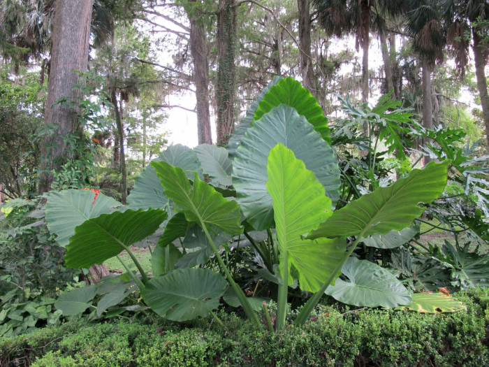 클로카시아 기간테아 - Elephant Ear Thailand Giant, Colocasia gigantea