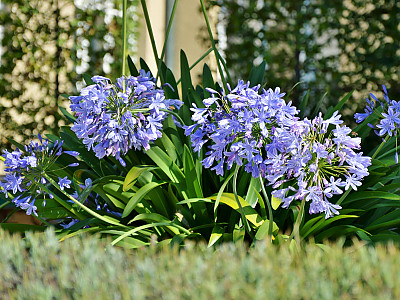 아가판서스 사진 - Agapanthus africanus (L.) Hoffmanns Photos