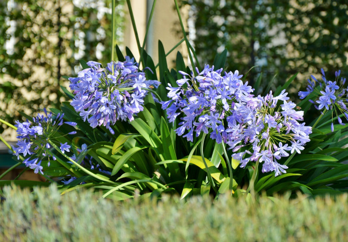 아가판서스 - African lily, Agapanthus africanus (L.) Hoffmanns