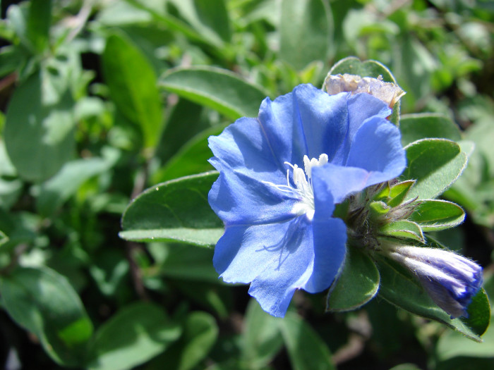 아메리칸블루 - American blue, blue daze, Evolvulus giomeratus
