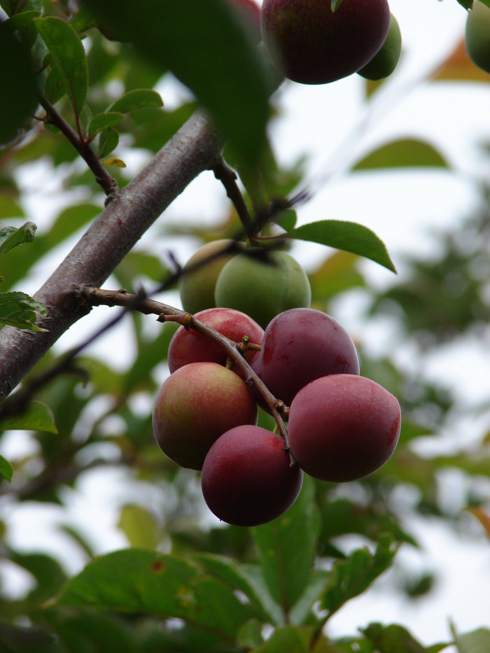 자두나무 - Prunus salicina Lindl. var. salicina