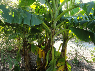 다이질링 바나나 사진 - Musa sikkimensis Photos