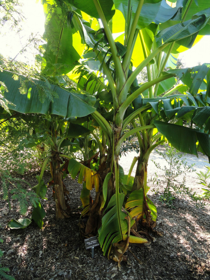 다이질링 바나나 - Darjeeling Banana, Sikkim Hardy Banana, Red Banana Tree, Musa sikkimensis