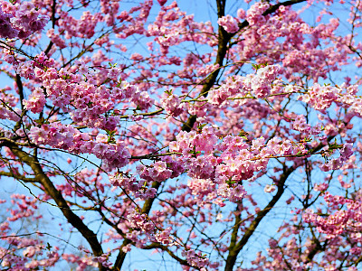 털벚나무 사진 - Prunus serrulata var. tomentella Nakai Photos