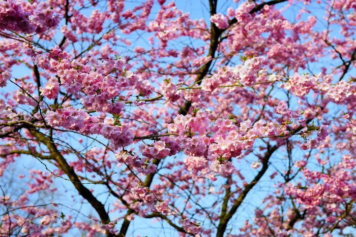 털벚나무 - Prunus serrulata var. tomentella Nakai