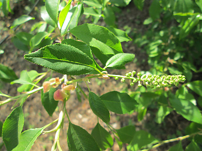 세로티나 벚나무 사진 - Prunus serotina Photos