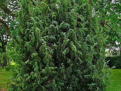 두송 사진 - Juniperus communis L. Photos