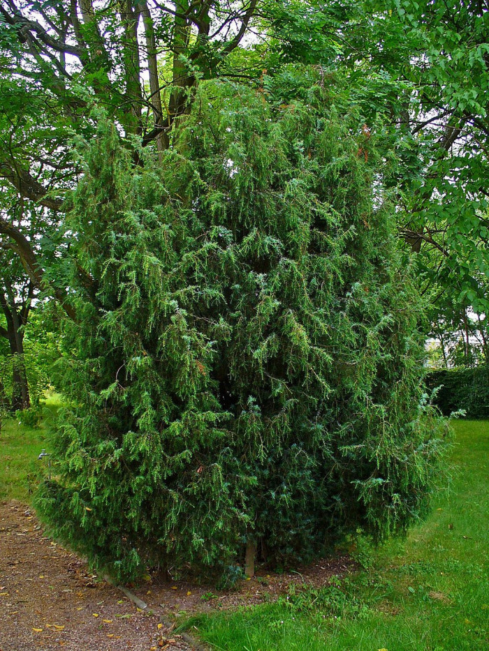 두송 - Juniperus communis L.