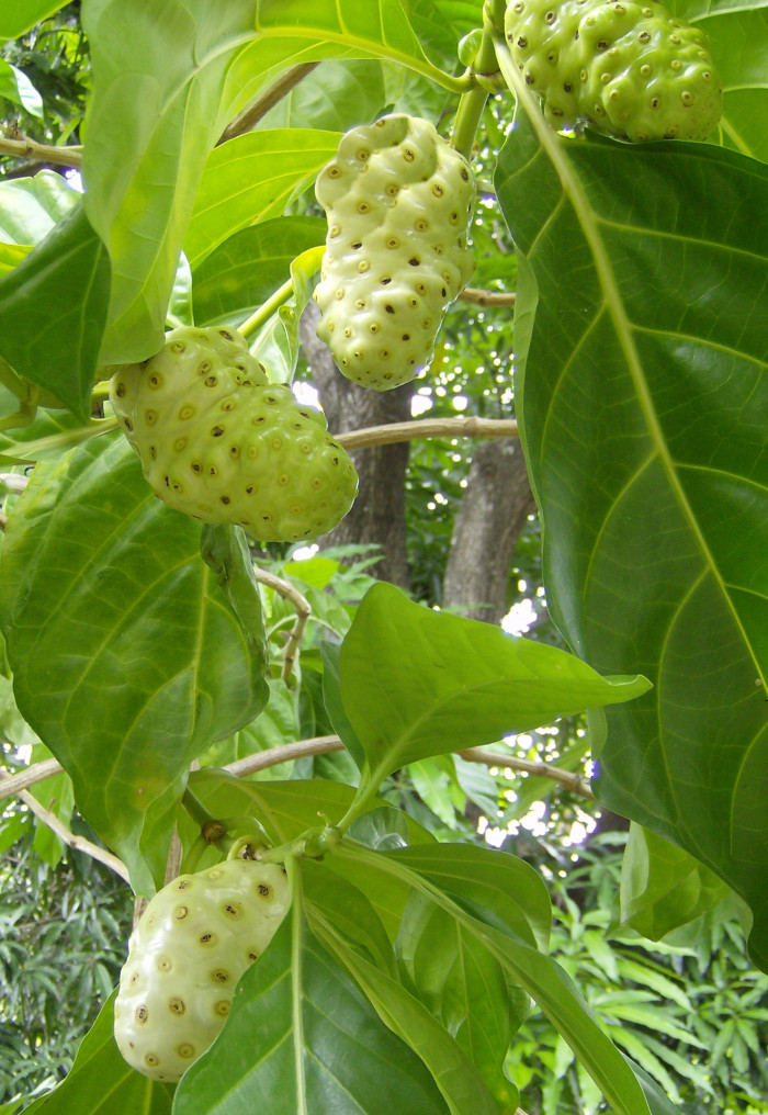 노니 - Noni fruit, Morinda citrifolia