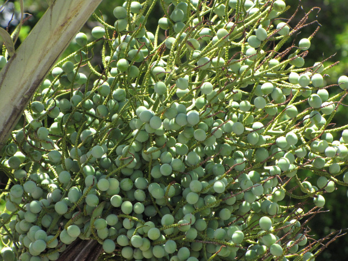 삼각야자 - Triangle Palm, Dypsis decaryi, Neodypsis decaryi jumelle