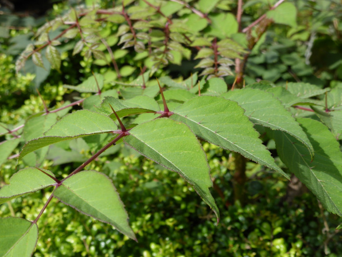 두릅나무 - Aralia elata (Miq.) Seem.