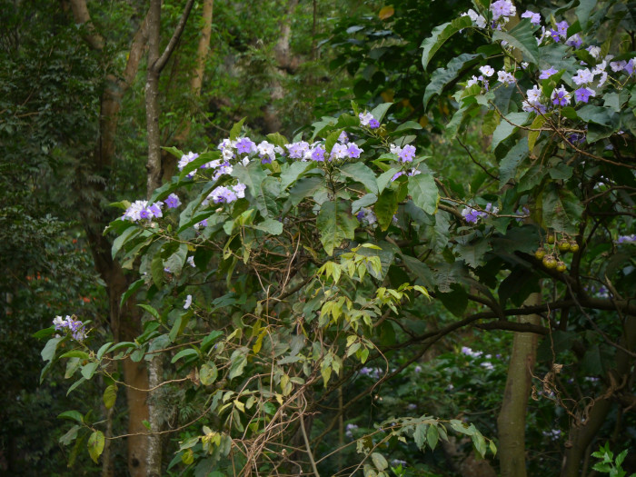 큰감자나무 - Giant Potato Tree, Solanum wrightii, Solanum macranthum