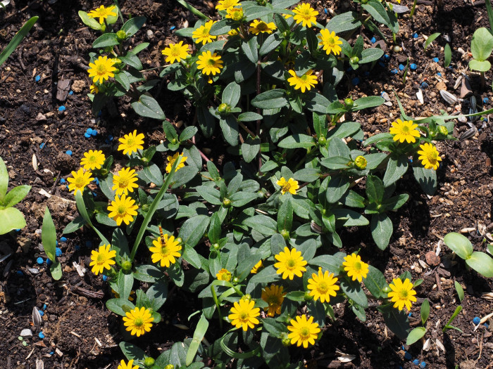 덩굴백일홍 - Mexican creeping zinnia, Sanvitalia procumbens