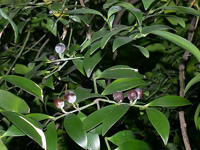죽백나무 사진 - Podocarpus nagi (Thunb.) Zoll. & Mor. ex Zoll. Photos