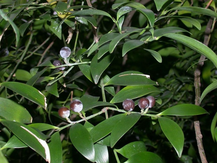 죽백나무 - Nageia nagi, Asian bayberry, Podocarpus nagi (Thunb.) Zoll. & Mor. ex Zoll.