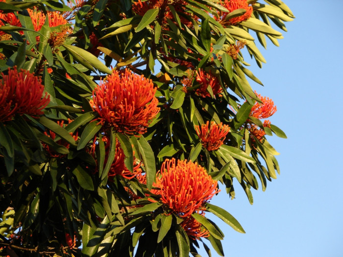 레드오크 - Queensland tree waratah, Red silky oak, Alloxylon flammeum