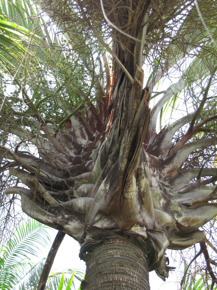 삼각야자 - Triangle Palm, Dypsis decaryi, Neodypsis decaryi jumelle