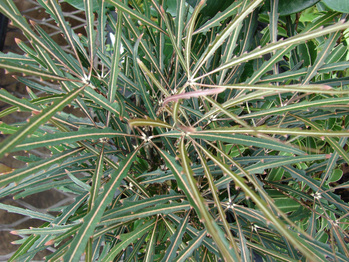 아랄리아 - False Aralia, Plerandra elegantissima