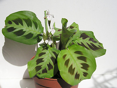마란타 사진 - Maranta Photos