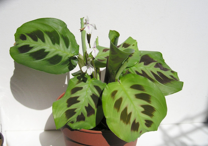 마란타 - Maranta