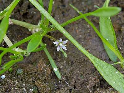 등포풀 사진 - Limosella aquatica L. Photos