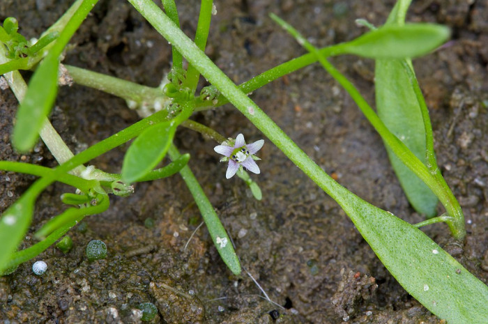 등포풀 - Limosella aquatica L.
