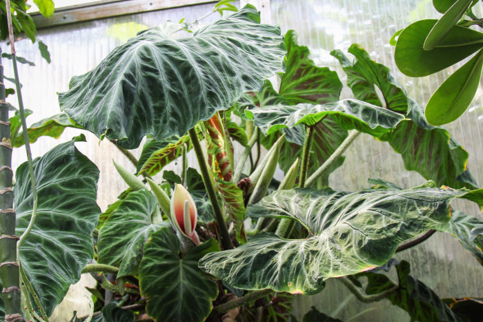 필로덴드론 베루코섬 - Philodendron Verrucosum