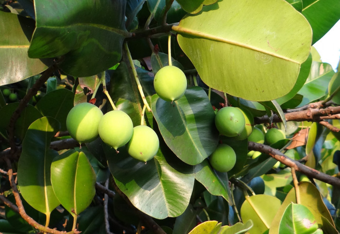 용화수 - Alexandrian laurel, balltree, laurelwood, Beauty Leaf, Calophyllum inophyllum