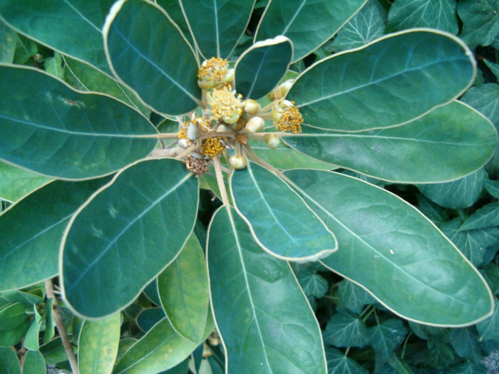 가마귀쪽나무 - Litsea japonica (Thunb.) Juss.