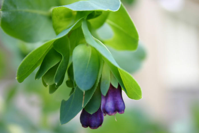 푸른새우꽃 - Honeywort, Cerinthe major L.