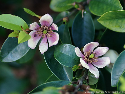 함소화 사진 - Magnolia figo Photos