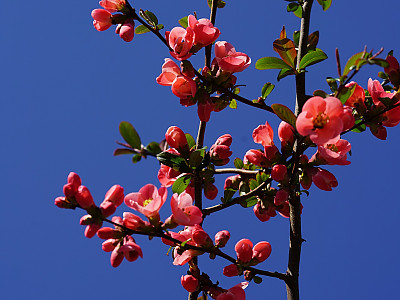 장수매 사진 - Chaenomeles lagenaria cv. Photos