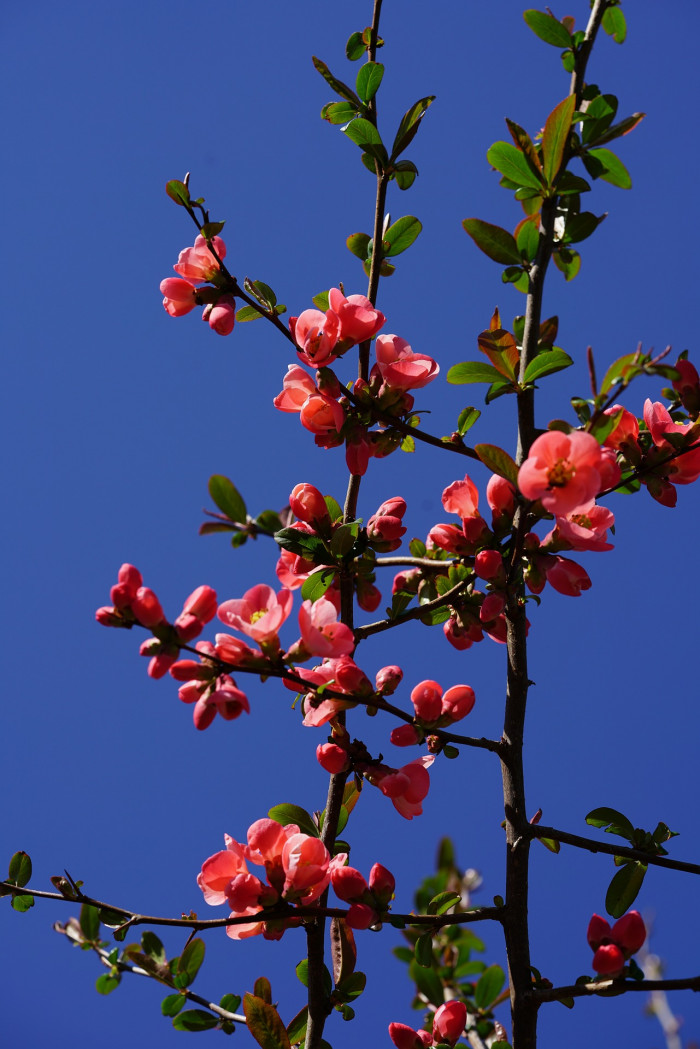 장수매 - Chaenomeles lagenaria cv.