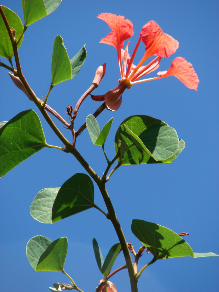 붉은난초나무 - Pride of De Kaap, Orchid Tree, Red Bauhinia, Nasturtium Bauhinia, African Plume, Red Orchid Bush, Bauhinia Galpinii