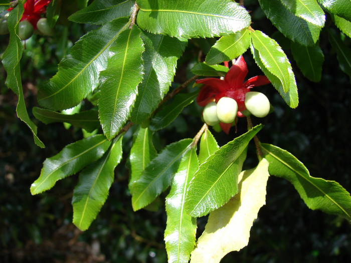 미키마우스트리 - Mickey Mouse bush, Small-leaved plane, Carnival bush, Ochna serrulata