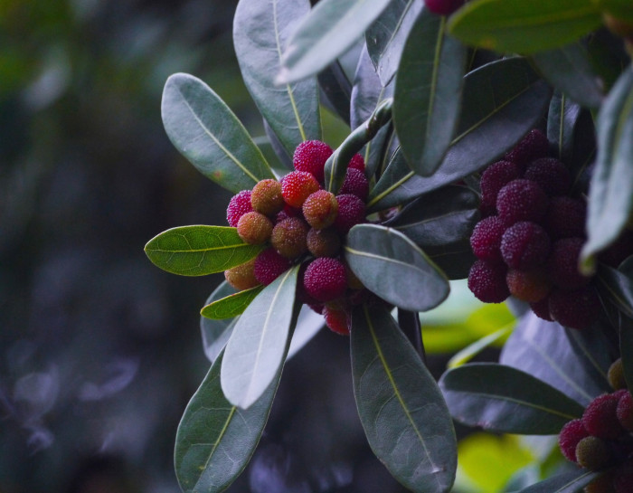 소귀나무 - Chinese bayberry, Japanese bayberry, red bayberry, yumberry, waxberry, Chinese strawberry, Myrica rubra (Lour.) Siebold & Zucc.