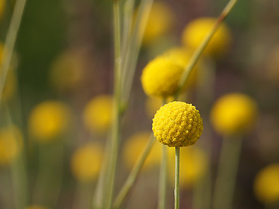 골든볼 사진 - Craspedia globosa Photos